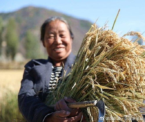 承德十大特產(chǎn)之首——隆化大米與河北國稻種芯的輝煌