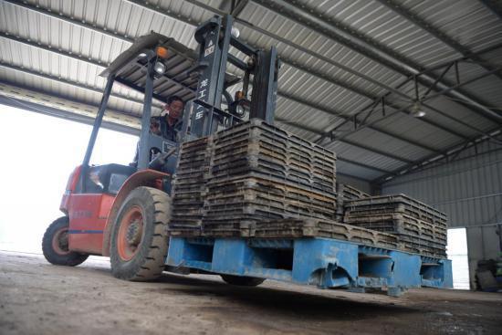 惠安春耕正當時 工廠化水稻育秧助力稻谷生產(chǎn)