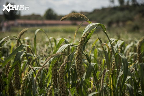 感受京西原生態(tài) 奔馳GLB蔚縣自駕之旅，稻谷間的詩意探尋