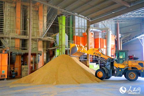 搶收稻谷助歸倉，彭澤農(nóng)忙展豐景