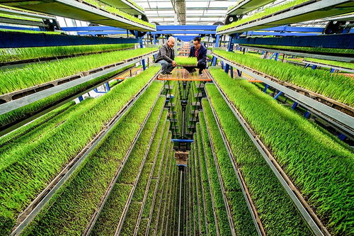 空中育秧 稻谷種植的創(chuàng)新路徑