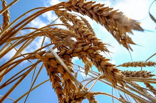 全球糧食價格飆漲 聯(lián)合國警告饑荒風險與稻谷危機的警示