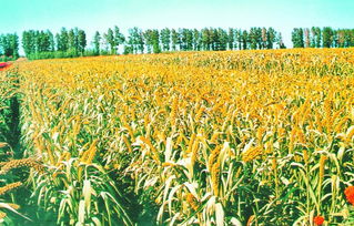 藍天碧水好生態(tài) 綠色品牌靚龍江稻谷