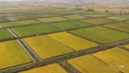 我縣順利通過全國綠色食品原料水稻標準化生產(chǎn)基地創(chuàng)建驗收