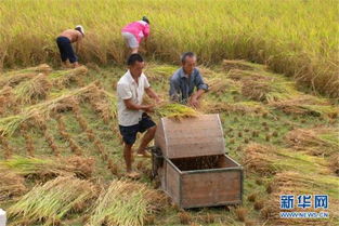 柬埔寨磅通省雨季稻谷產量喜人，農業經濟穩步提升