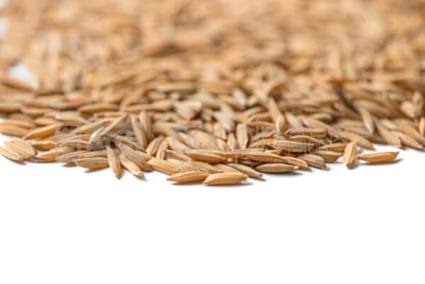 白色背景下的水稻種子與稻谷