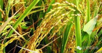 稻谷價格整體穩定，后市或穩中有漲