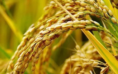 周日農家樂 體驗稻谷收割，盡享農趣與美食