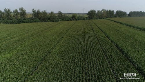 河北高質量推進優質谷子產業集群建設，助力稻谷產業升級