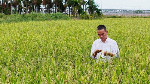 樂東三十余種特色產品亮相冬交會，稻谷飄香展現農業魅力