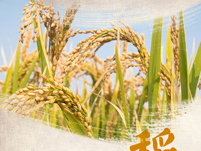 金黃稻谷，豐收?qǐng)D景 高品質(zhì)水稻田與稻谷素材下載指南