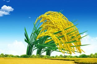 稻谷市場(chǎng)困境與改革 破解水稻產(chǎn)業(yè)危機(jī)的路徑探析