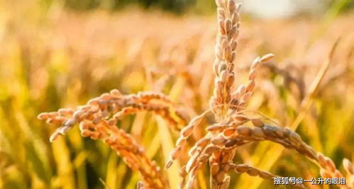 稻熟秋收入詩(shī)來(lái)——十首吟詠田間稻谷的農(nóng)家詩(shī)詞