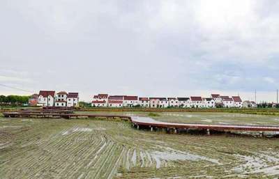 上海金山 “小米粒”鋪就鄉(xiāng)村振興新“稻”路